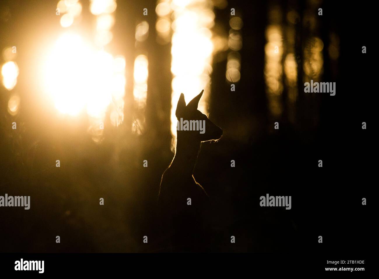 Un capriolo retroilluminato in un bosco Foto Stock