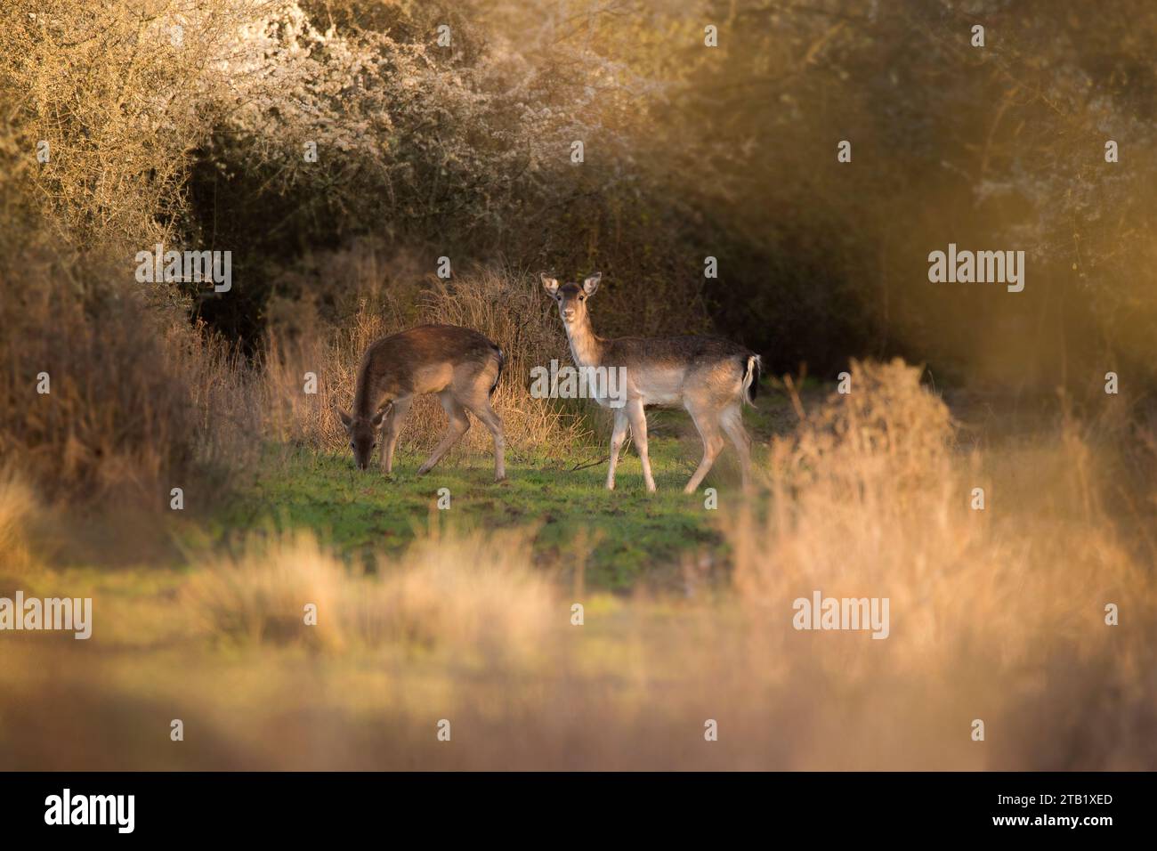 due cervi a riposo che si nutrono nella macchia Foto Stock