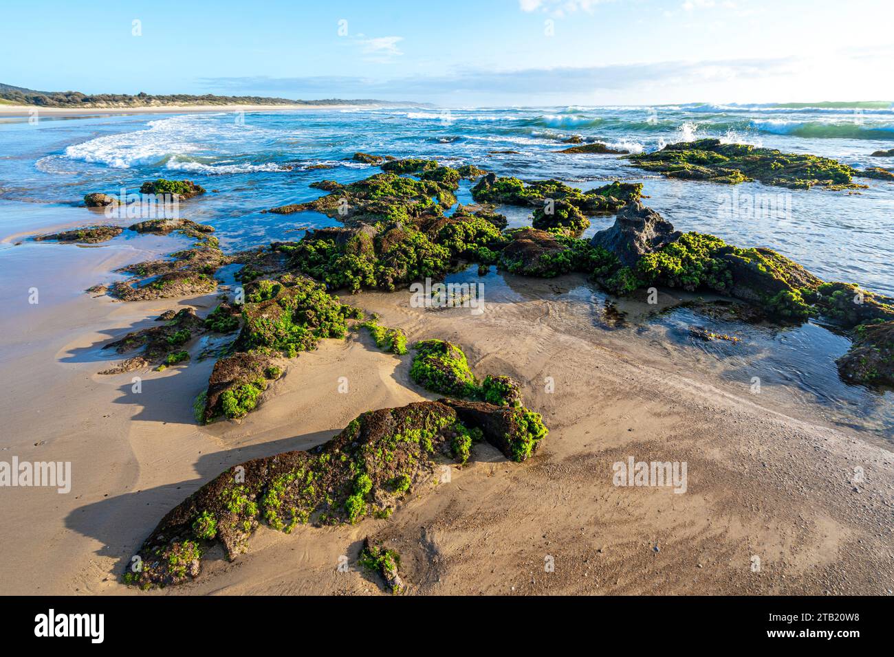 Le alghe coprono le rocce di Plumbago Beach, Red Cliff - Lake Arragan, Yuraygir National Park NSW Foto Stock