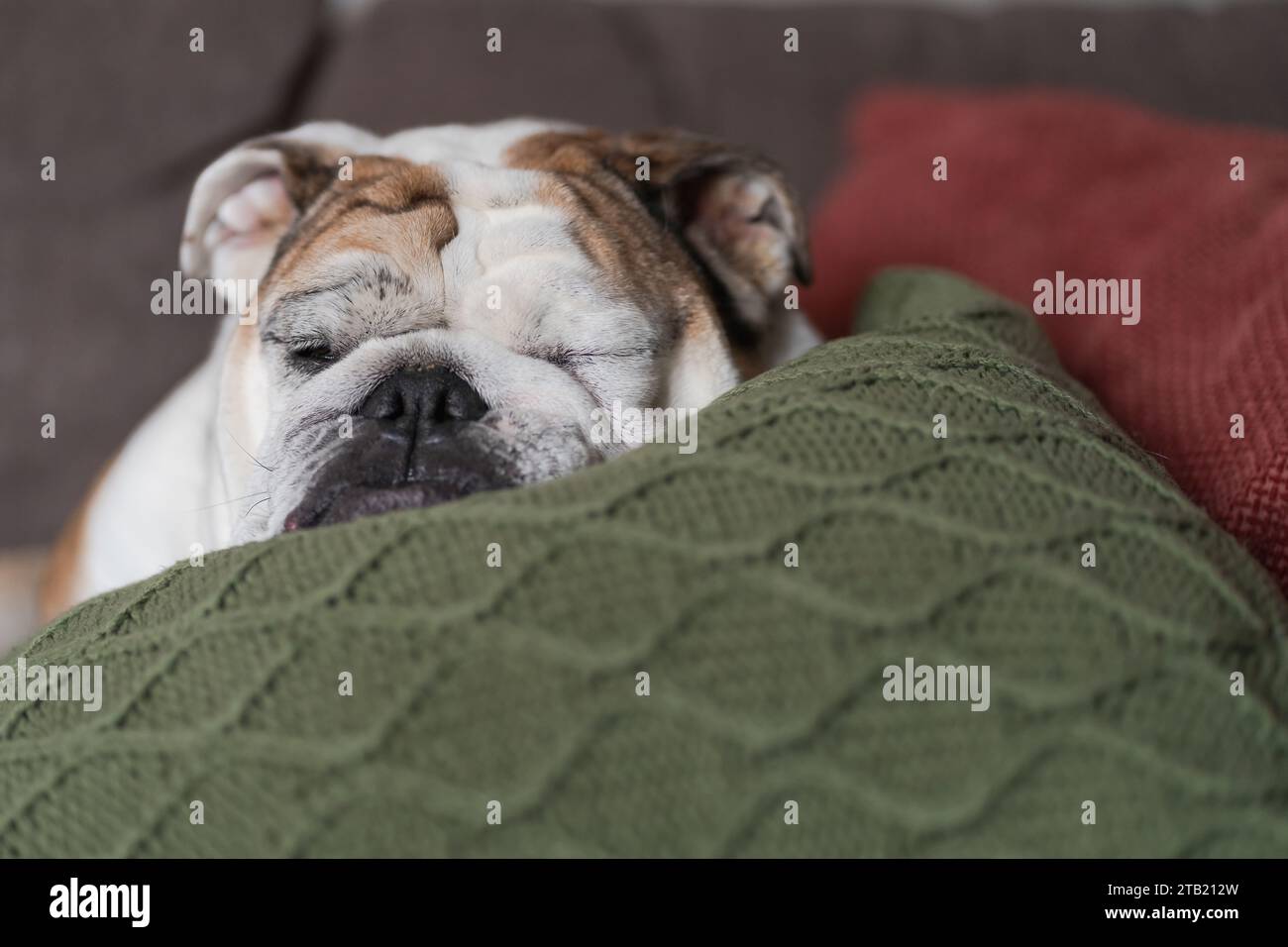 Primo piano dell'English Bulldog Sleeping on a Green Cable Knit Pillow Foto Stock