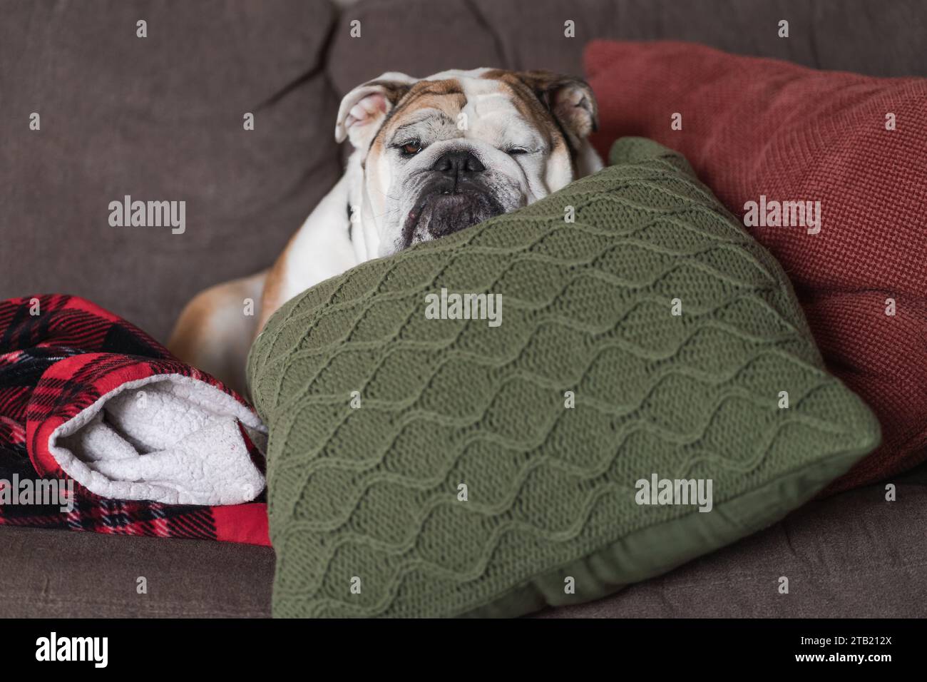 Bulldog inglese che dorme su un cuscino Green Cable Knit Foto Stock