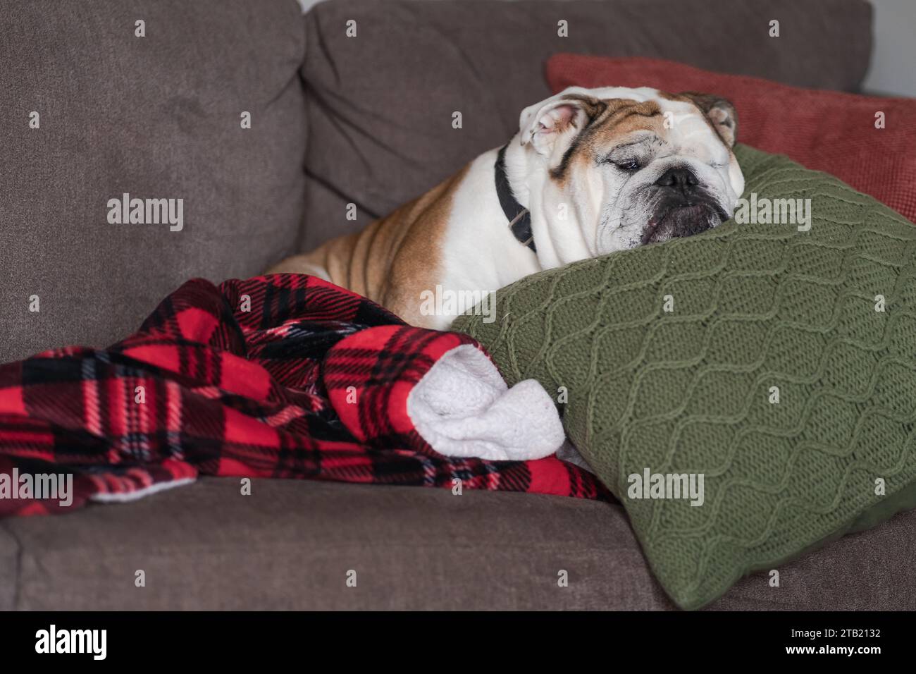Bulldog inglese che dorme su cuscino Green Cable Knit Foto Stock