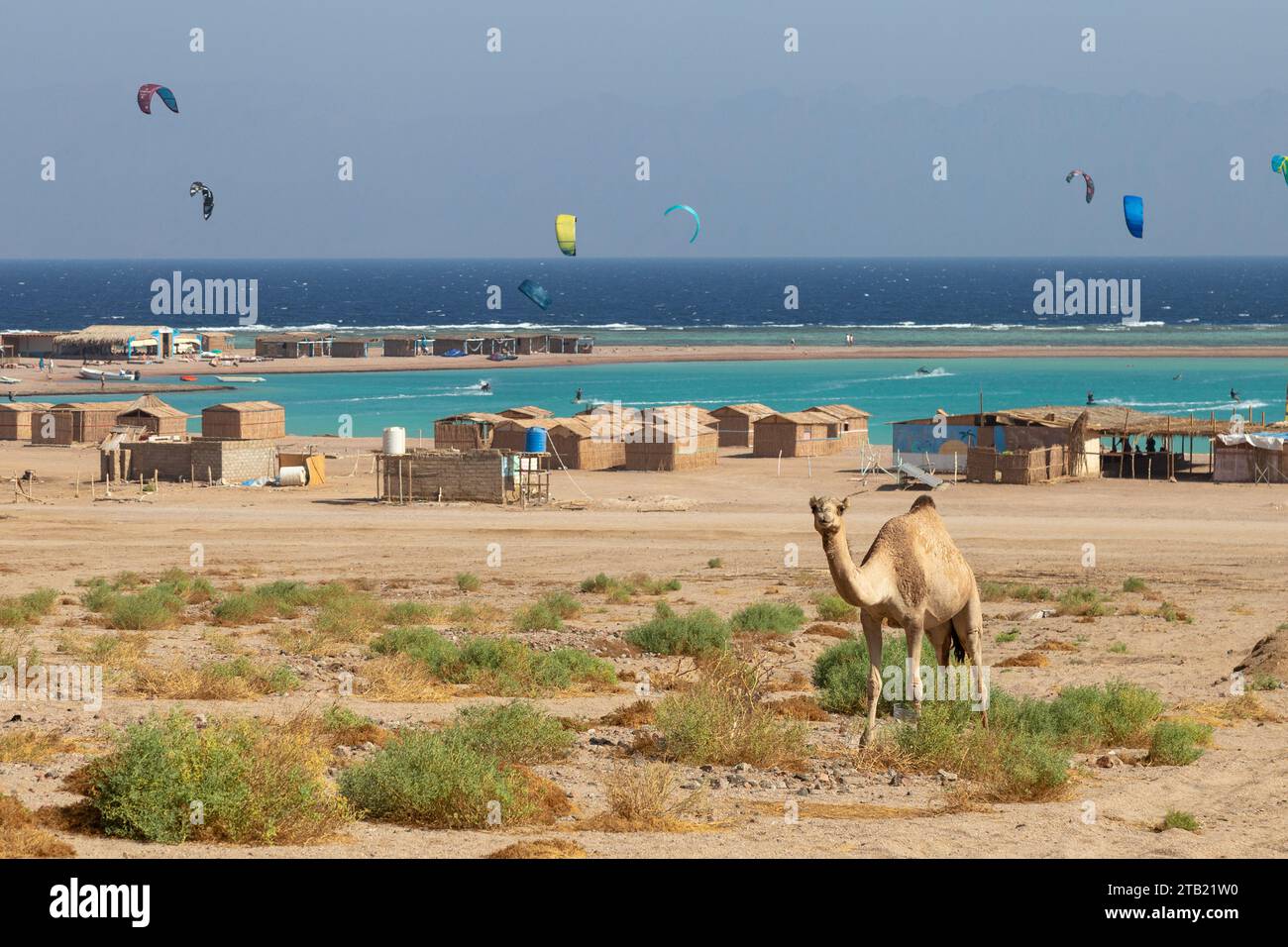 Cammello e kitesurfer sulla spiaggia di acque cristalline come sfondo, Dahab Foto Stock