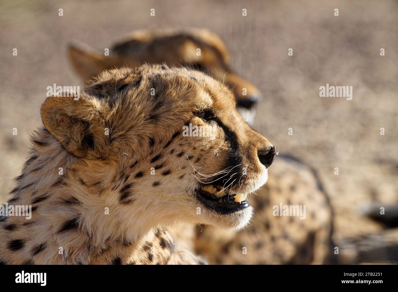 Un paio di ghepardi cercano cibo in Sud Africa Foto Stock