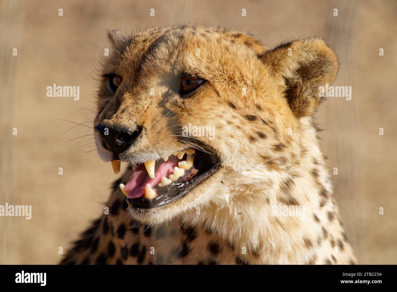 A Cheetah Eyes un possibile pasto in Africa meridionale Foto Stock