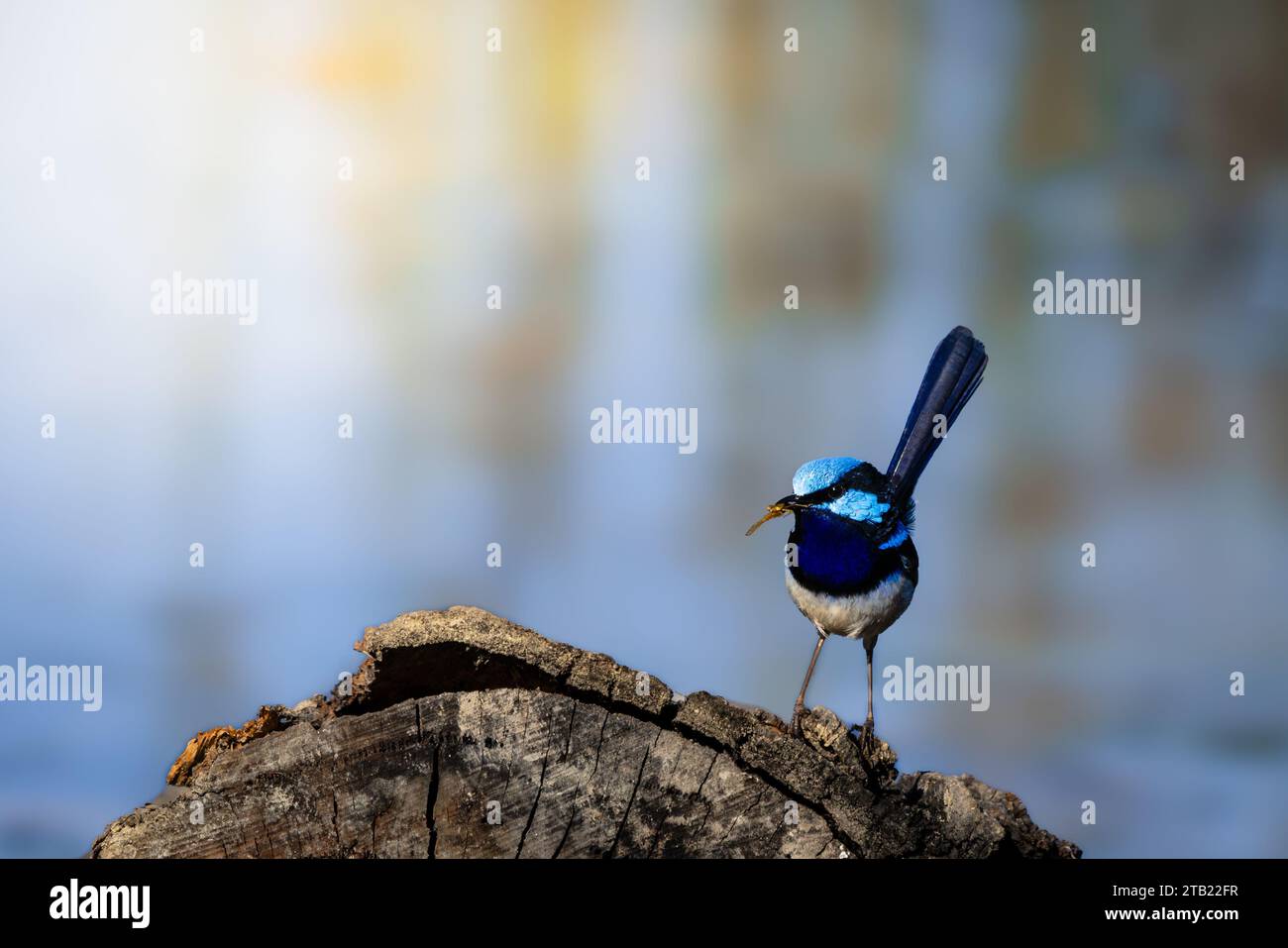 Blue Wren in volo con insetto in becco Foto Stock