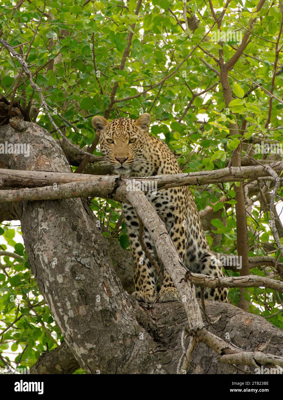 Un leopardo riposa su un albero in Sud Africa Foto Stock