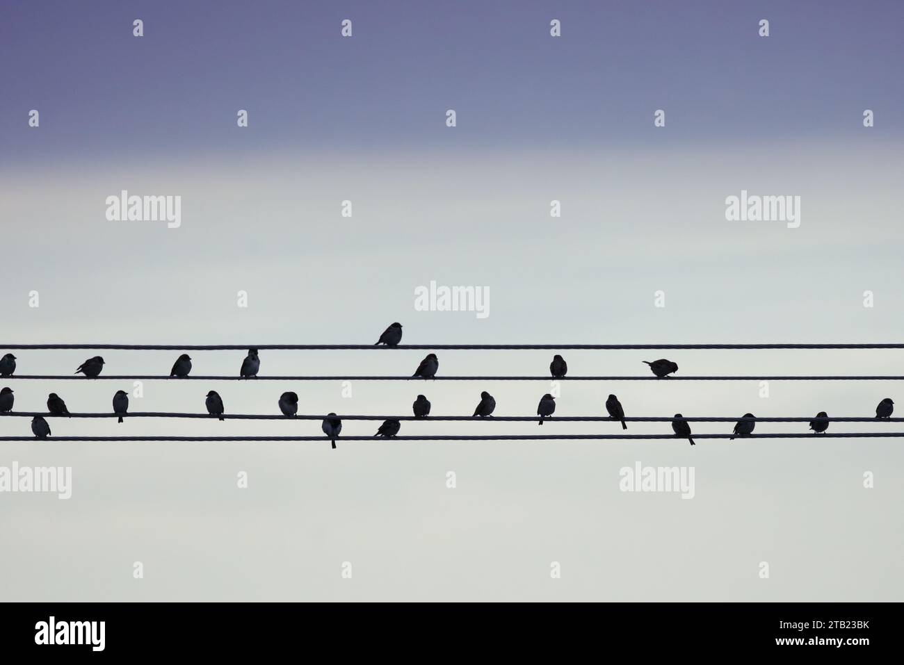 Uccelli arroccati sulle linee elettriche contro Gradient Sky Foto Stock