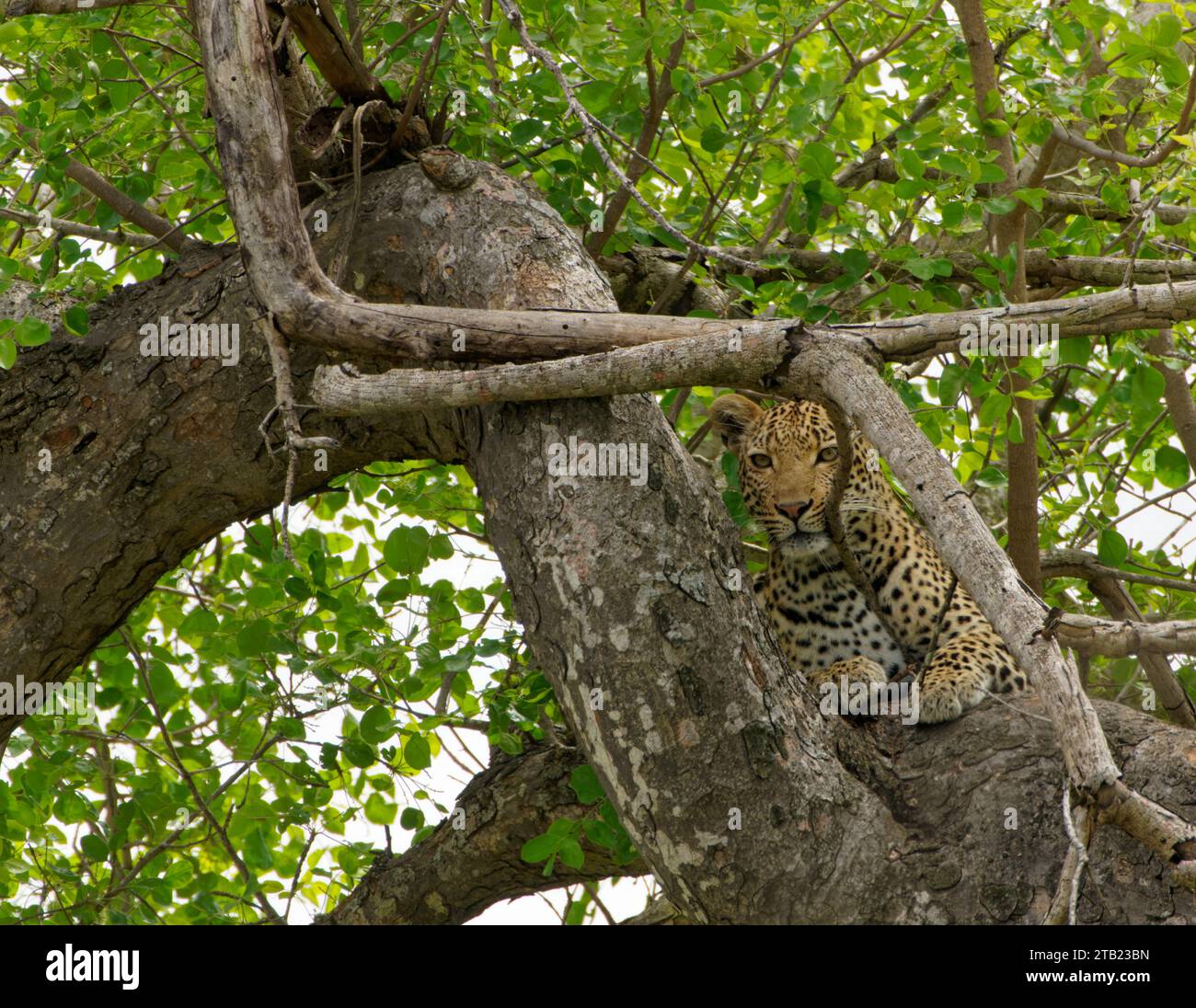 Un leopardo riposa su un albero in Sud Africa Foto Stock