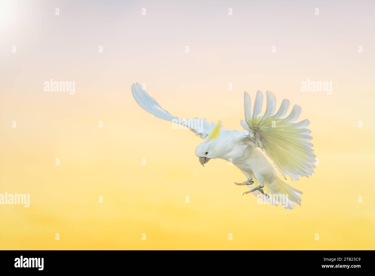 Cockatoo di zolfo in Flight Against Soft Gradient Sky Foto Stock