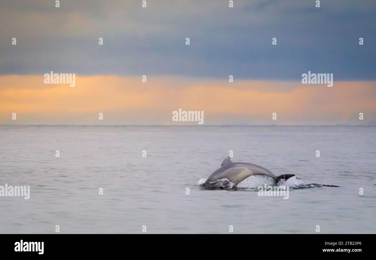 I delfini nuotano al tramonto sotto il cielo nuvoloso Foto Stock