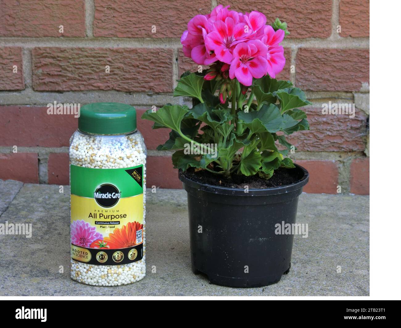 Miracle Gro Granular Slow Release All Purpose Plant Food con lettiera in vaso Geranium Foto Stock