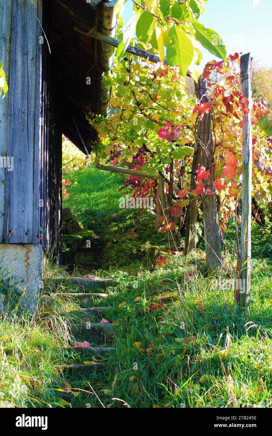 Vigneto a Metzingen, Germania Foto Stock