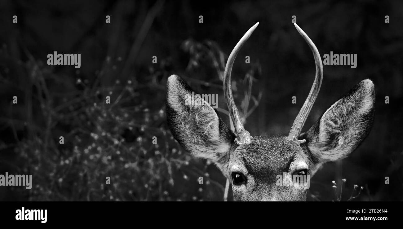 Ritratto bianco e nero del cervo con le Antlers rivolte in avanti Foto Stock