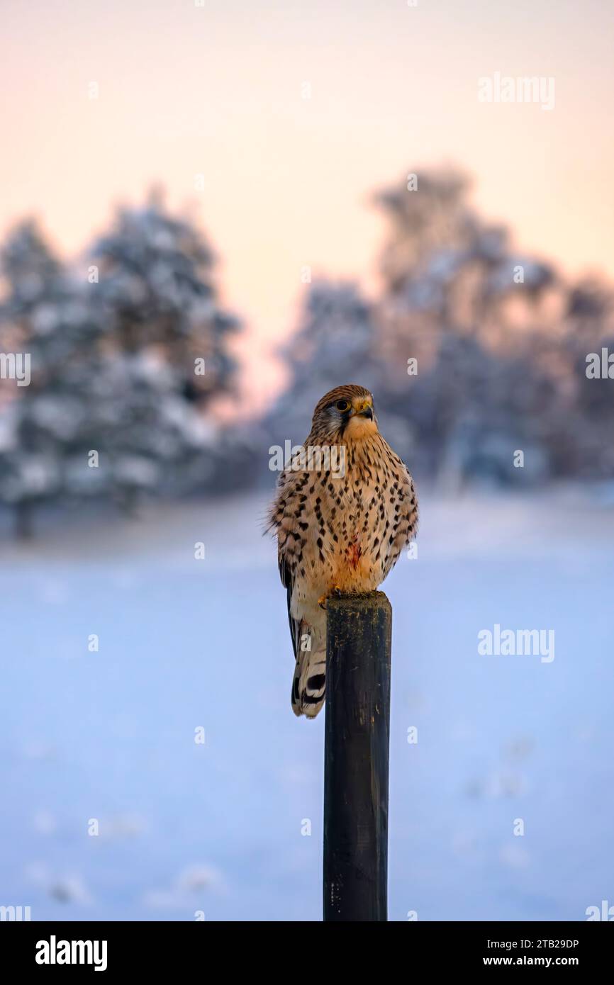 Kestrel, Falco tinnunculus, in agguato per la preda su un palo di neve contro uno sfondo invernale innevato, Swabian Alb, Munsingen, Baden-Wurttemberg, Germania. Foto Stock