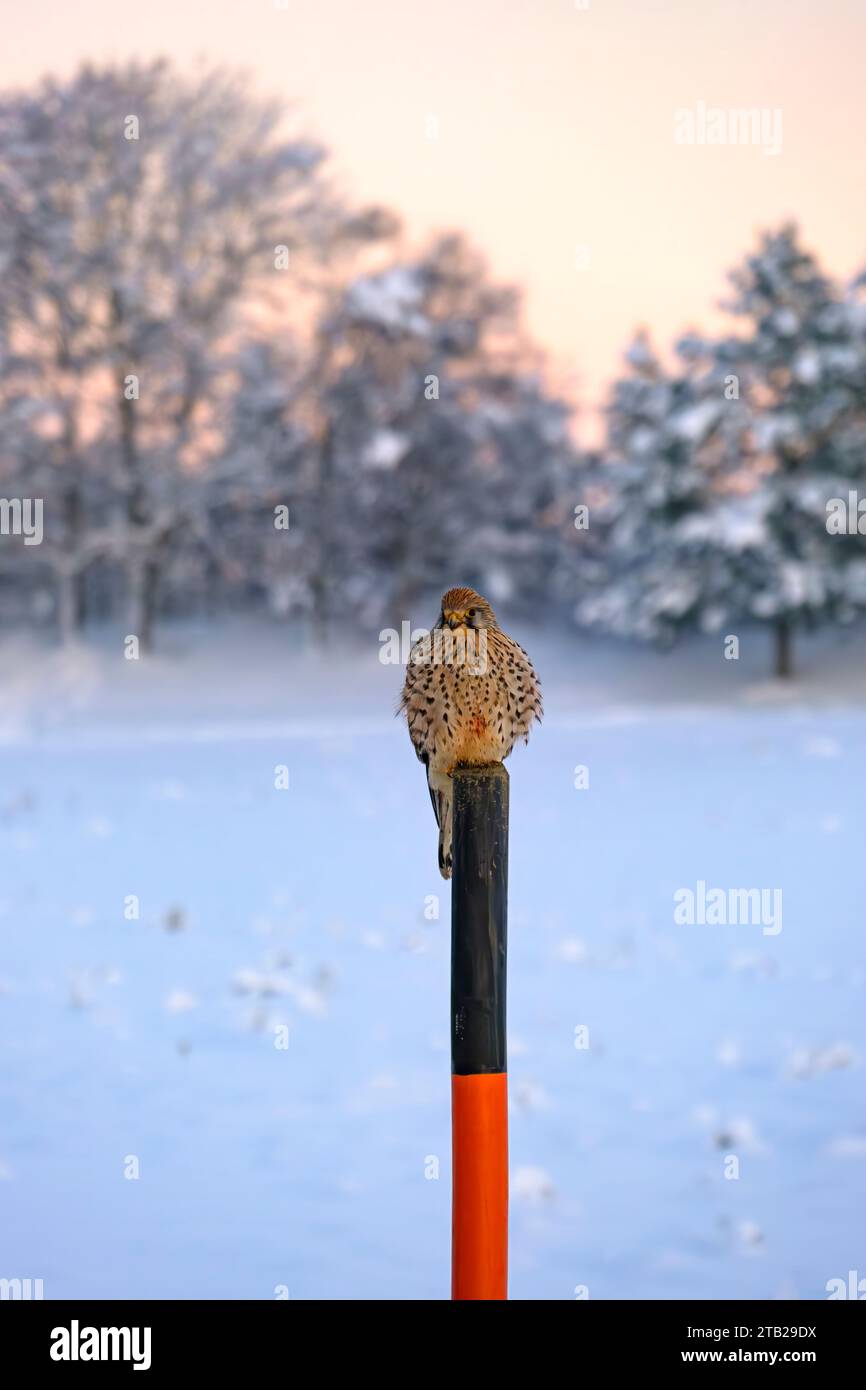 Kestrel, Falco tinnunculus, in agguato per la preda su un palo di neve contro uno sfondo invernale innevato, Swabian Alb, Munsingen, Baden-Wurttemberg, Germania. Foto Stock