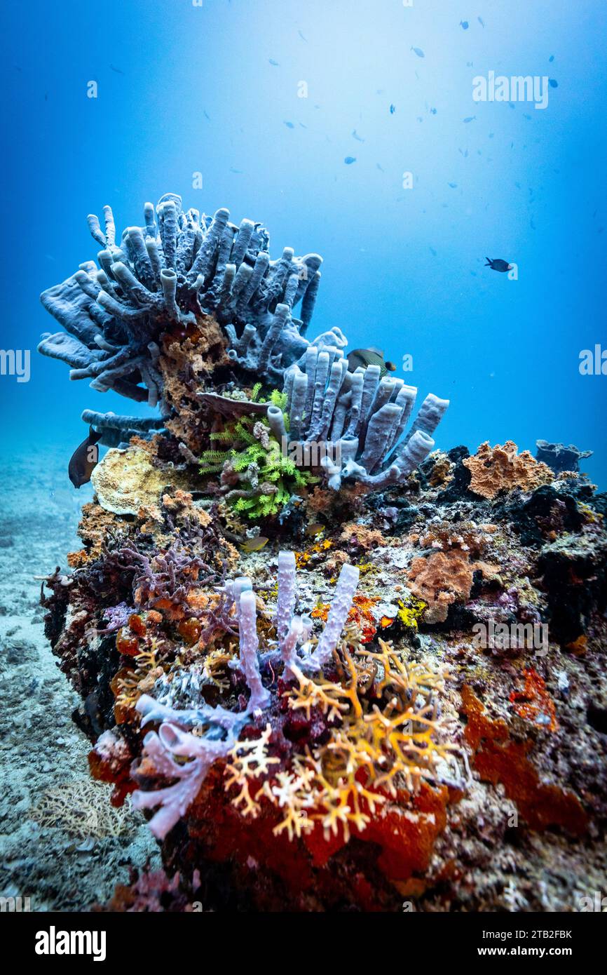 Bomba tropicale della barriera corallina raja ampat, Indonesia Foto Stock