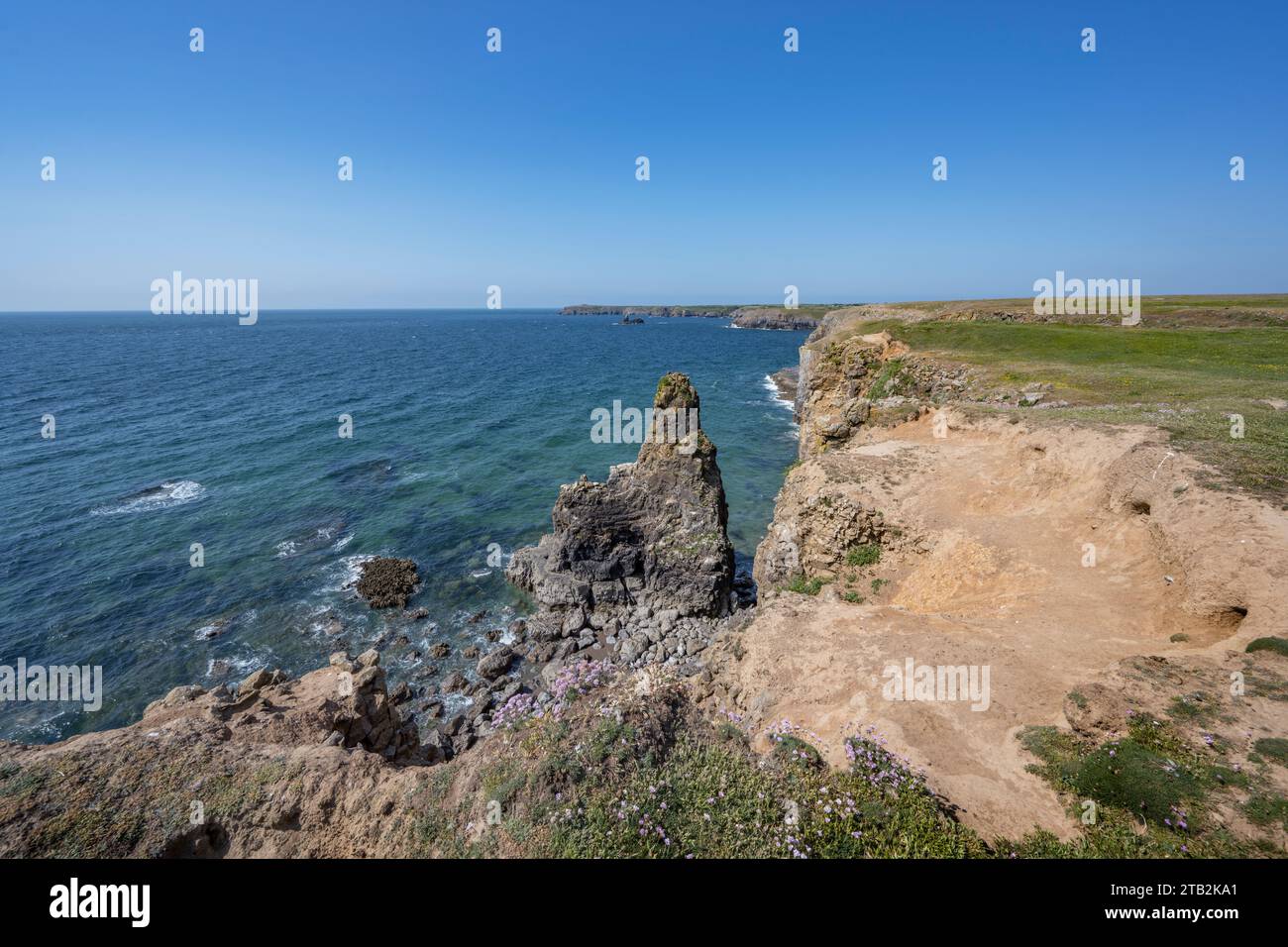 Camminata sulla scogliera fino alla spiaggia di Broad Haven South Pembrokeshire South Wales Foto Stock