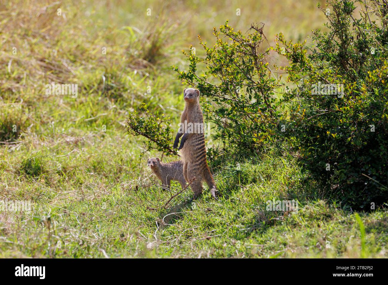 Una foto di mangusta in banda a Masai Mara in Kenya Foto Stock