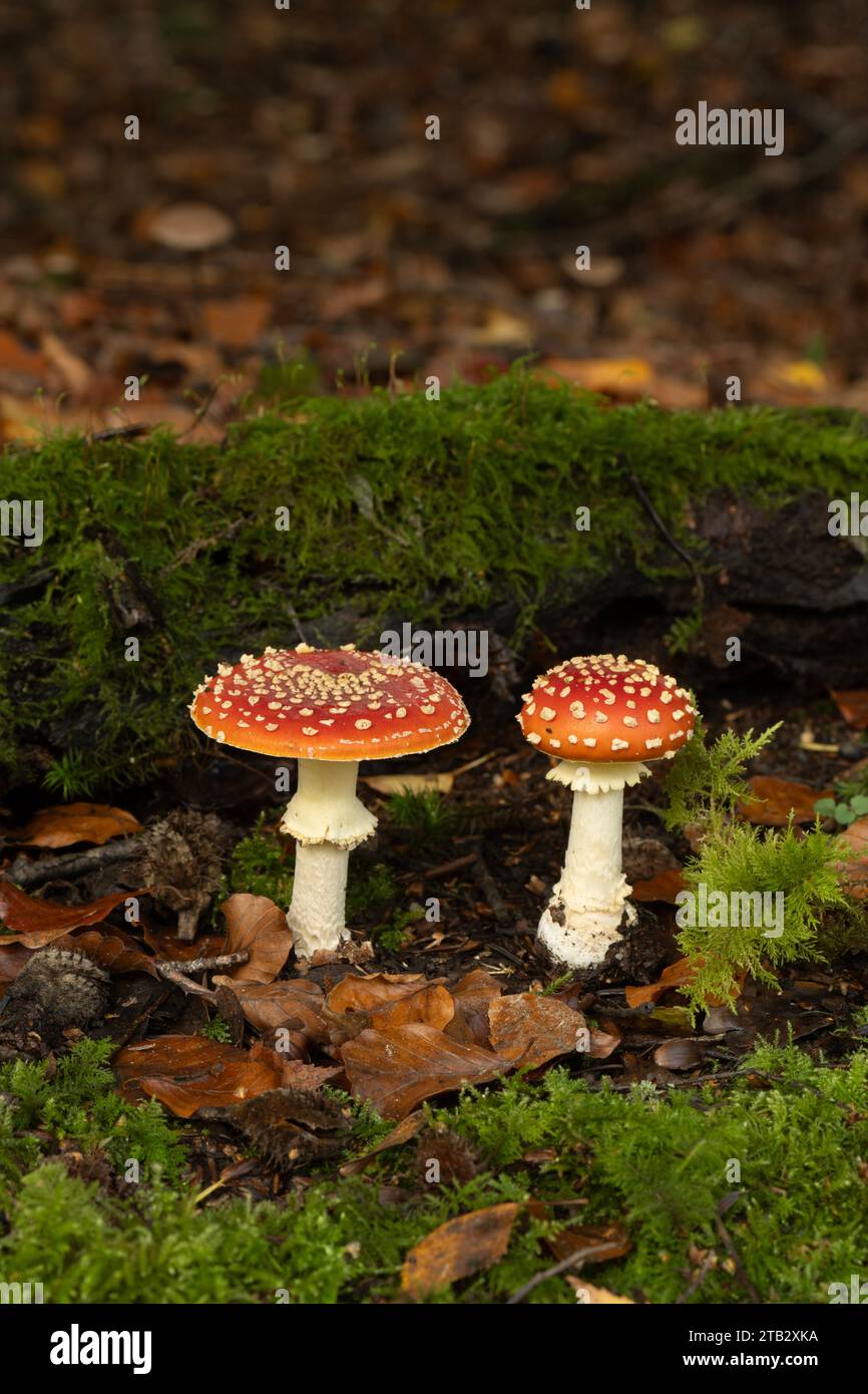 Fly Agaric: Amanita muscaria. Sotto Birch. Ebernoe, Sussex, Regno Unito. Novembre. Foto Stock