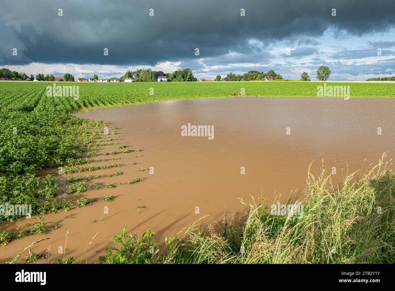 Giacimento di patate allagato a causa di forti tempeste. Cielo nuvoloso e tempestoso Foto Stock