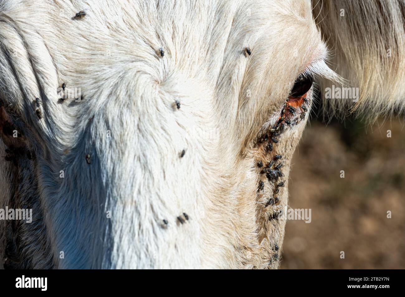 Mucca in campo in estate: Testa e occhio di mucca di Charolais infestati da mosche. Le mosche possono portare malattie come la cheratocongiuntivite bovina infettiva (IBK Foto Stock