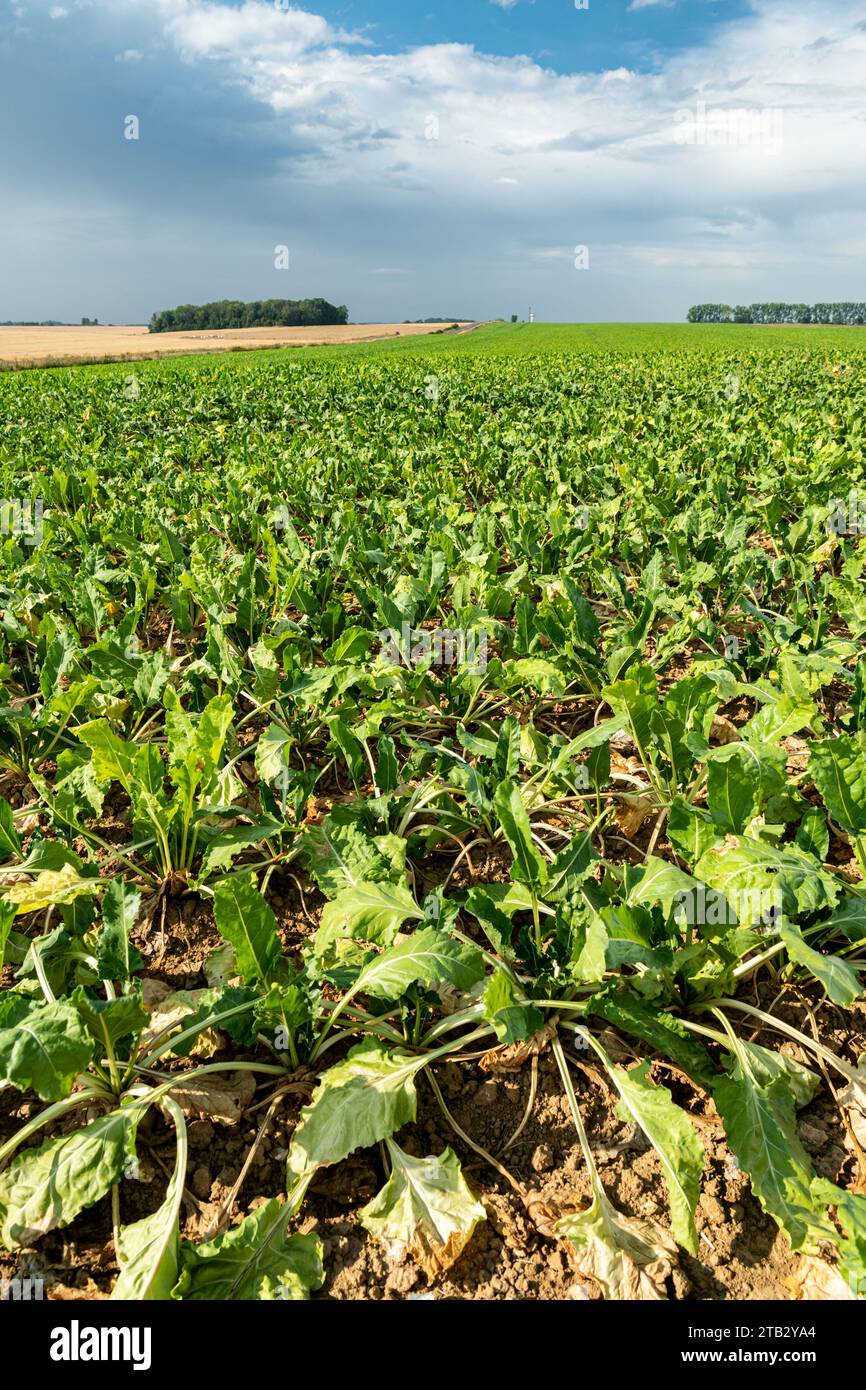 Campo di barbabietole colpito dalla siccità in estate, sotto un cielo nuvoloso Foto Stock