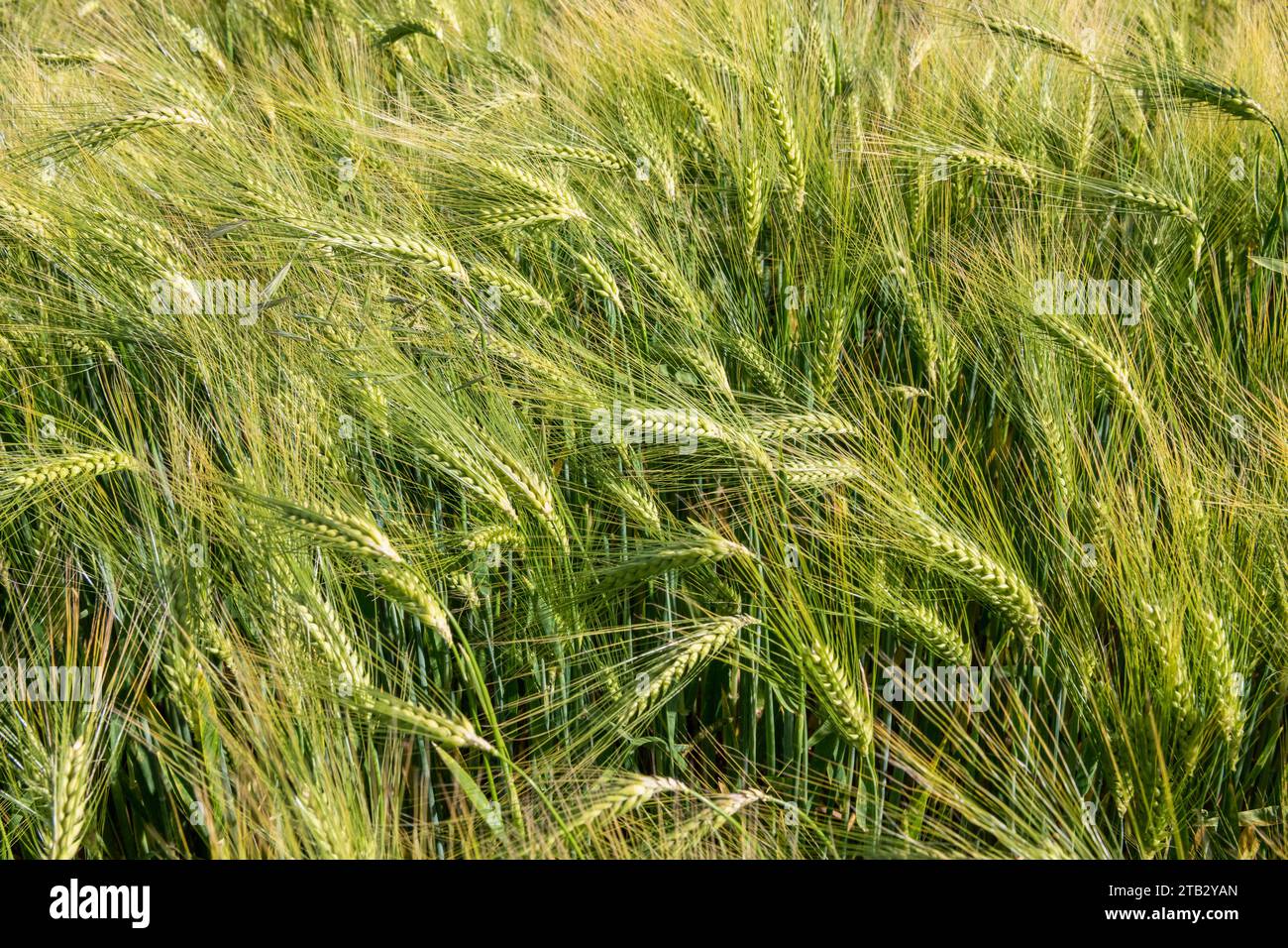 Campo di birra invernale matura. Orecchie Foto Stock