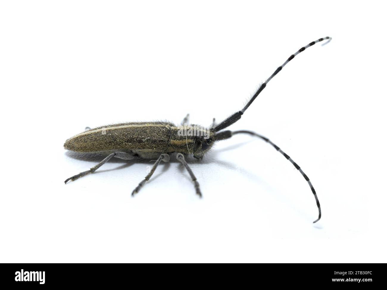 Agapanthia cardui è una specie di coleotteri della famiglia Cerambycidae, la sottofamiglia Lamiinae, che abita la maggior parte dell'Europa, soprattutto la Spagna, su bac bianco Foto Stock