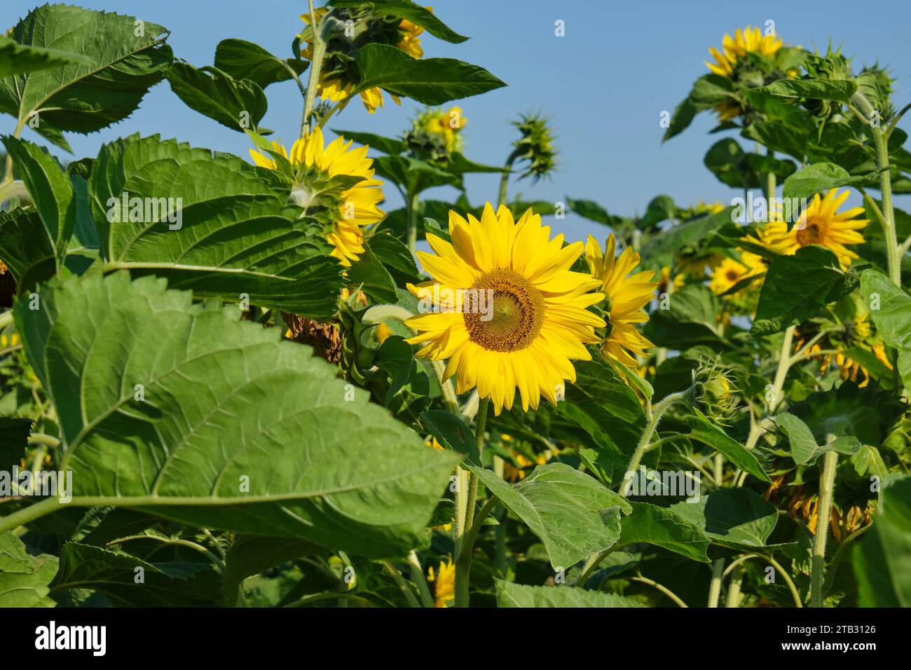 Girasoli gialli sotto un cielo blu intenso in estate. Immagine con messa a fuoco selettiva. Foto Stock