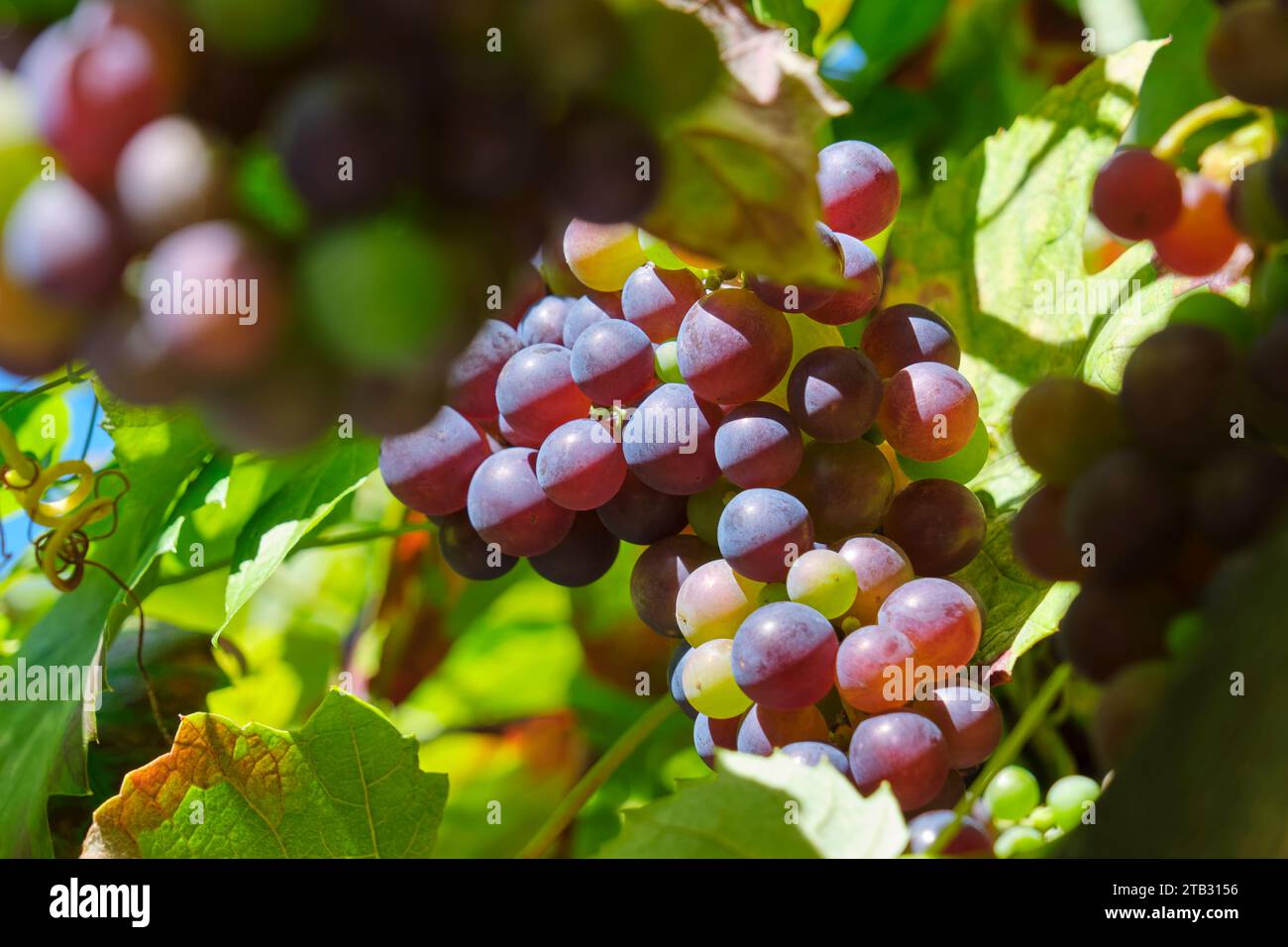 Primo piano di uve soleggiate e quasi mature all'inizio dell'autunno nei colori rosso, blu, arancione e verde contro un cielo blu. Immagine con messa a fuoco selettiva. Foto Stock