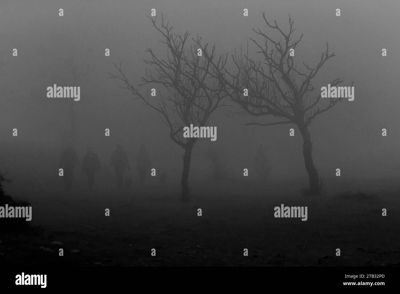 Fitta nebbia in un piccolo bosco Foto Stock