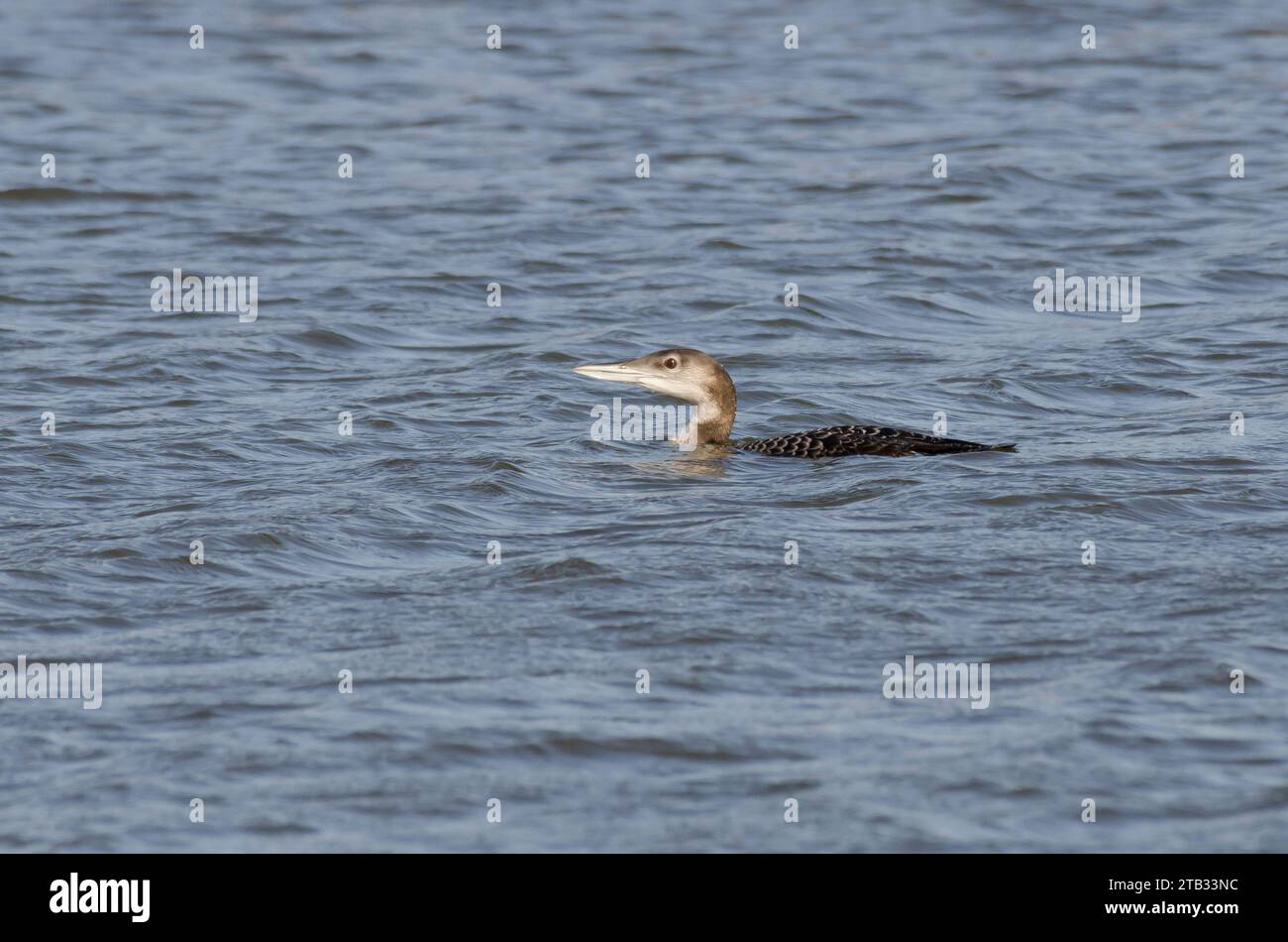 Comune Loon, Gavia immer, immaturo Foto Stock