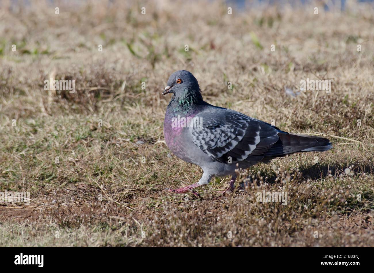 Rock Pigeon, Columba livia Foto Stock