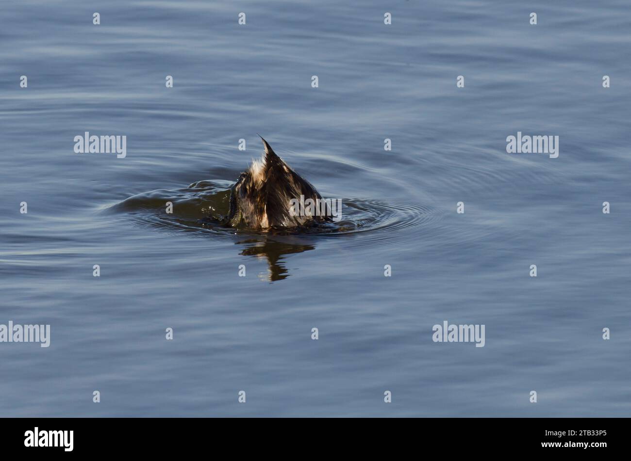 Grebe a becco di pied, Podilymbus Podiceps, immersioni per prede Foto Stock