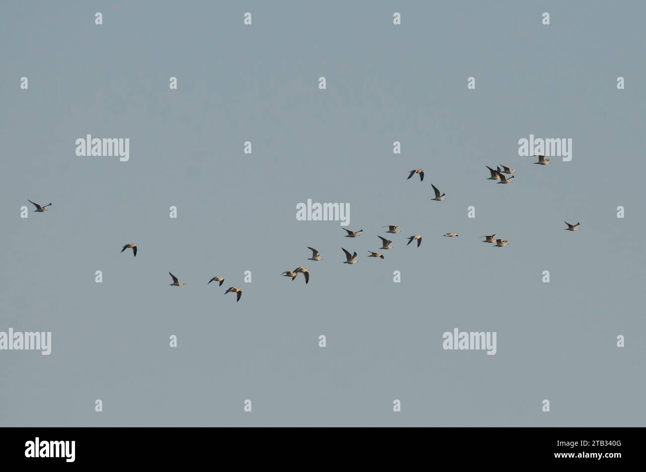 Gabbiani ad anello, Larus delawarensis, in volo alle prime luci del mattino Foto Stock