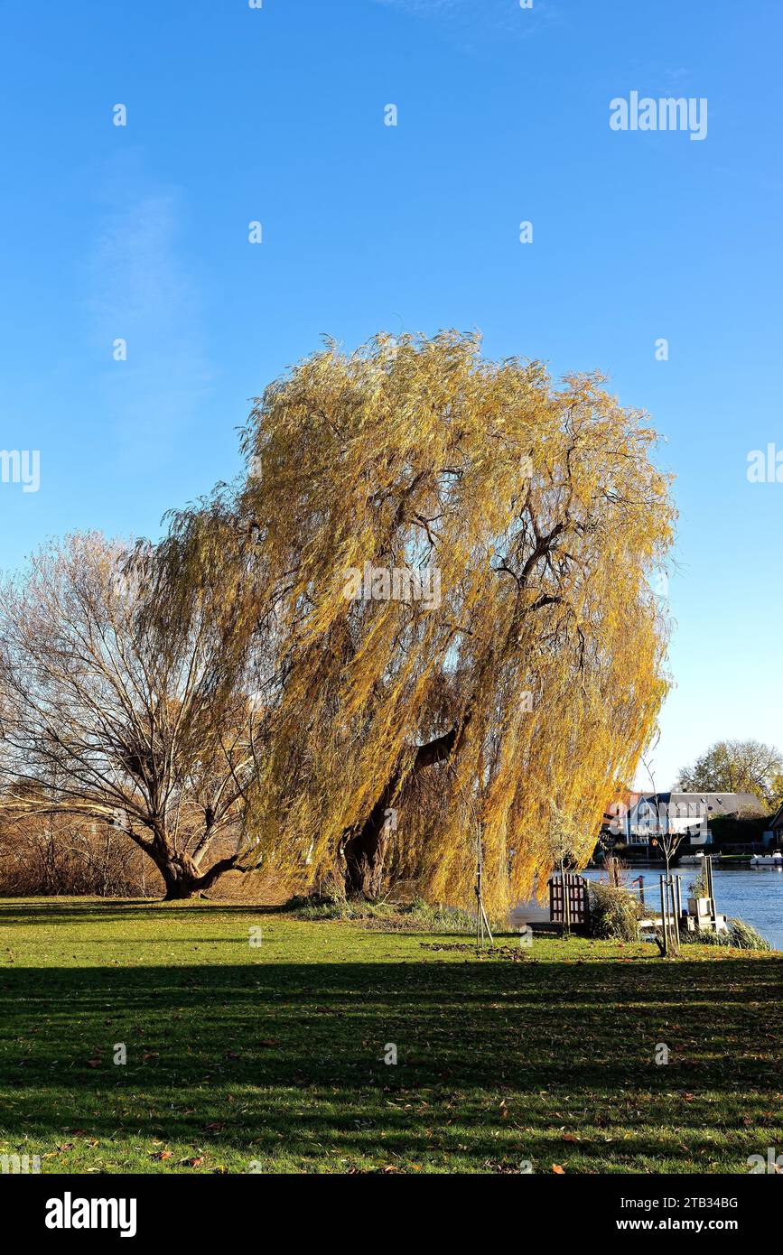 Salice piangente, Salix Chrysocoma di colore autunnale vicino al Tamigi in una soleggiata giornata autunnale, Shepperton, Surrey, Inghilterra, Regno Unito Foto Stock