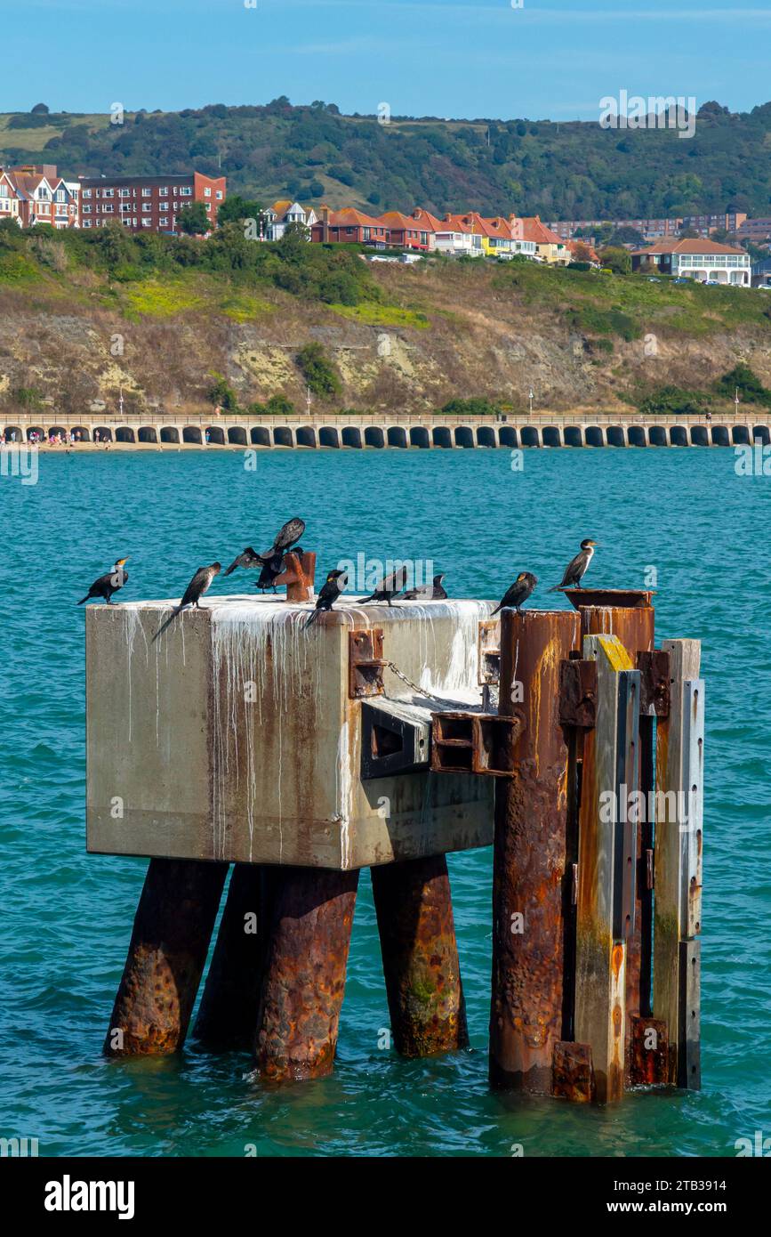 Cormorani o shags un tipo di uccello marino della famiglia Phalacrocoracidae arroccato su una piattaforma metallica a Folkestone Harbour nel Kent in Inghilterra Foto Stock