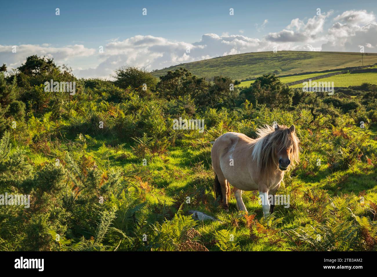 Pony delle Shetland che pascolano sulla brughiera, Bodmin Moor, Altarnun, Cornovaglia, Inghilterra. Autunno (settembre) 2022. Foto Stock