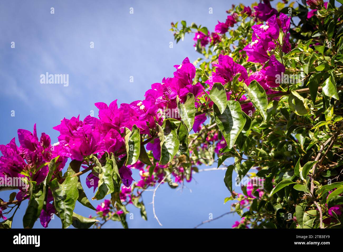 Fiore di bouganville in fiore sotto il cielo soleggiato. Foto Stock