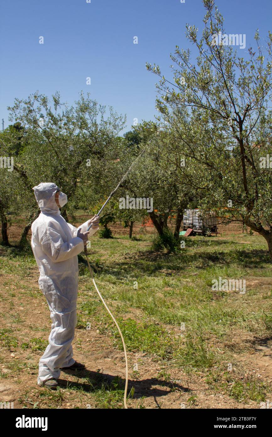 Immagine di un agricoltore che indossa una tuta protettiva mentre utilizza una pompa per spruzzare pesticidi su alcune piante. Uso di prodotti chimici in agricoltura Foto Stock