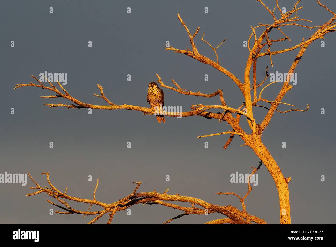 Falco peregrino arroccato in una luce drammatica contro un cielo buio Foto Stock