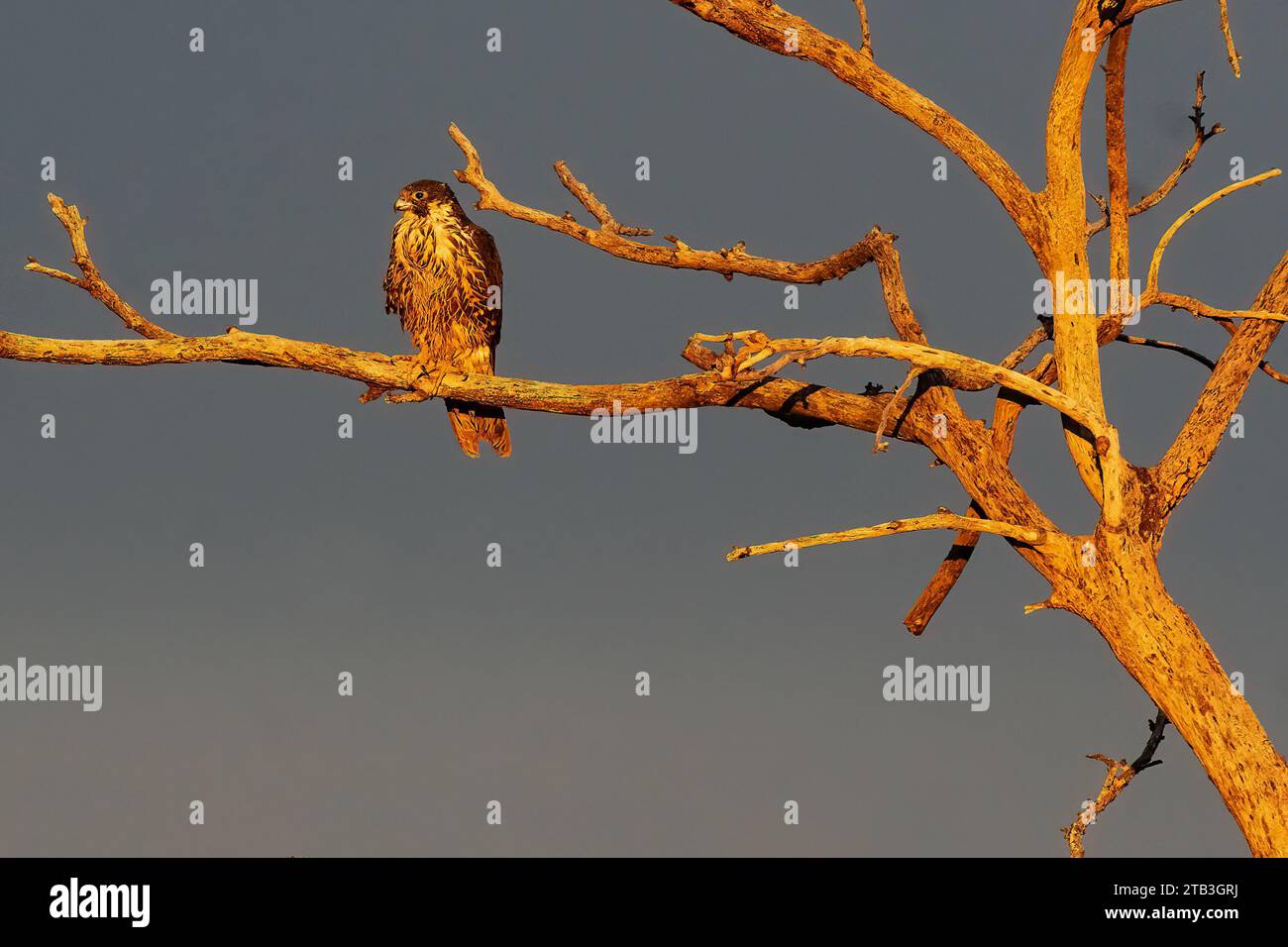 Falco peregrino arroccato in una luce drammatica contro un cielo buio Foto Stock