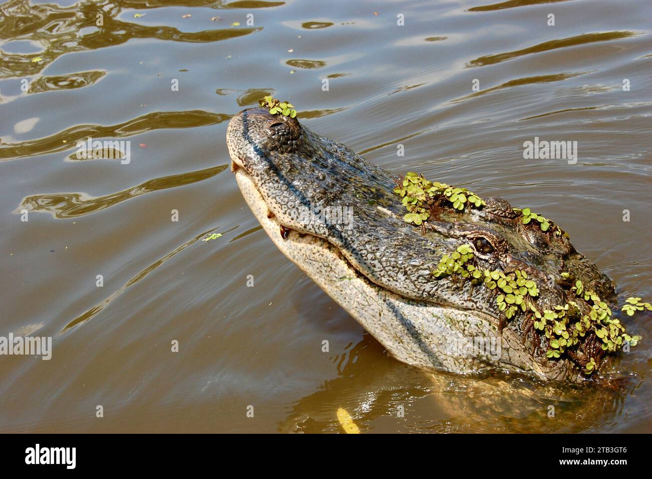 Alligatori a Honey Island Swamp vicino a New Orleans, Louisiana Foto Stock