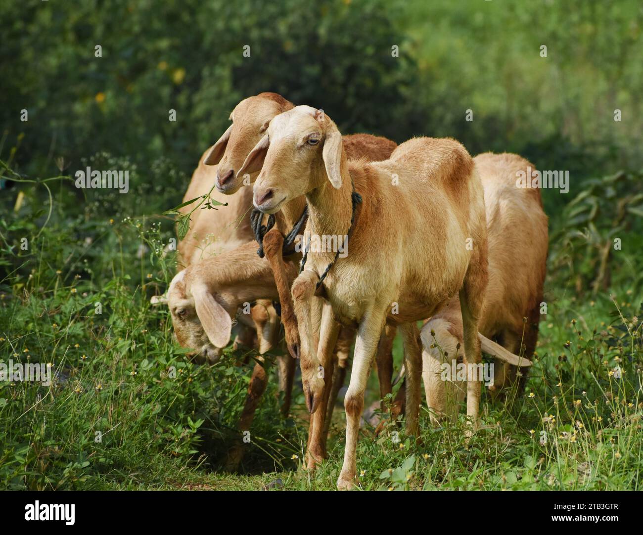 Un gruppo di pecore dell'India meridionale che pascolano nella foresta urbana Foto Stock