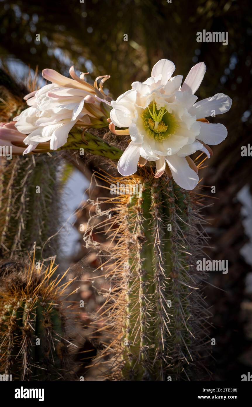 Piante di Cactus in fiore Foto Stock