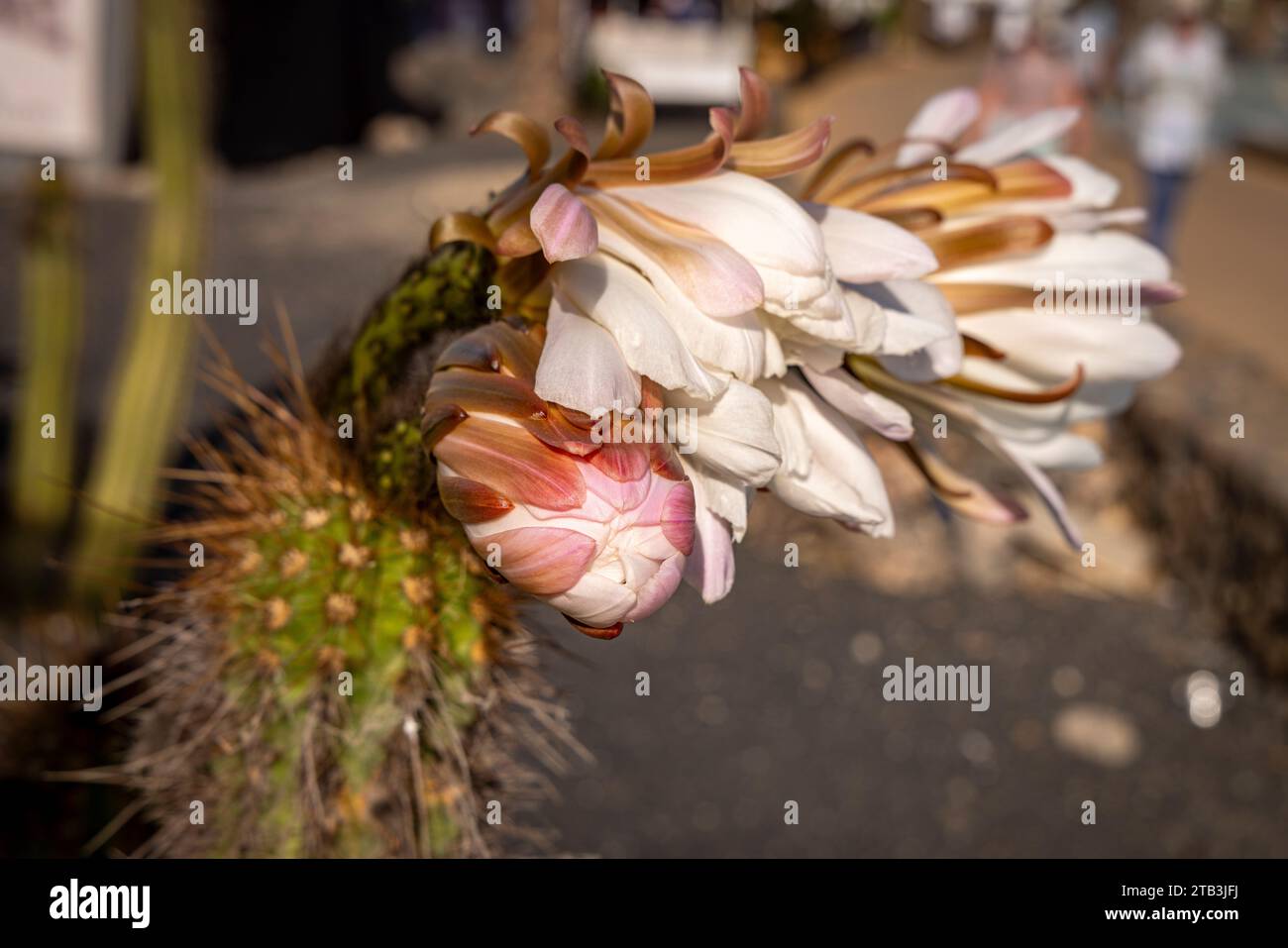 Piante di Cactus in fiore Foto Stock