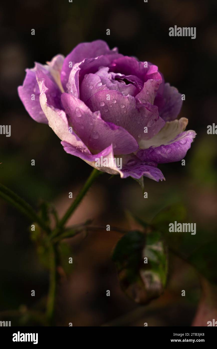 Rosa verde viola e bianca con gocce d'acqua, sfondo verde Foto Stock