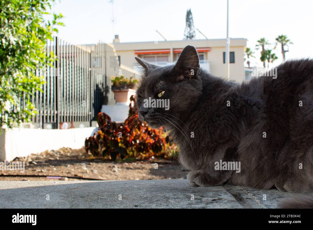 Un gatto di strada selvaggio grigio soffice su un muro, sull'isola Canaria di Gran Canaria in Spagna Foto Stock