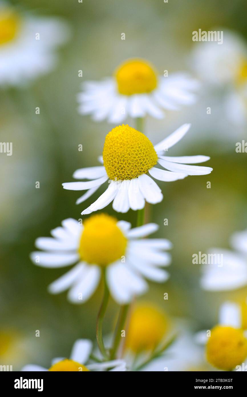 Echte Kamille, (Matricaria chamomilla), Blüte, Blüten, Feld mit Kamille, Kamillenblüten, Heilpflanze, Foto Stock